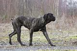 CANE CORSO 781